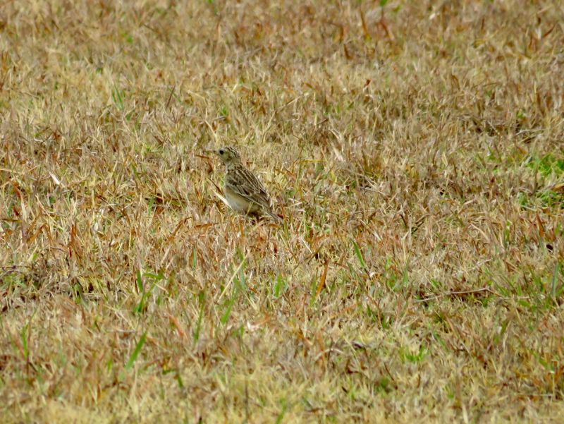 Sprague's Pipit